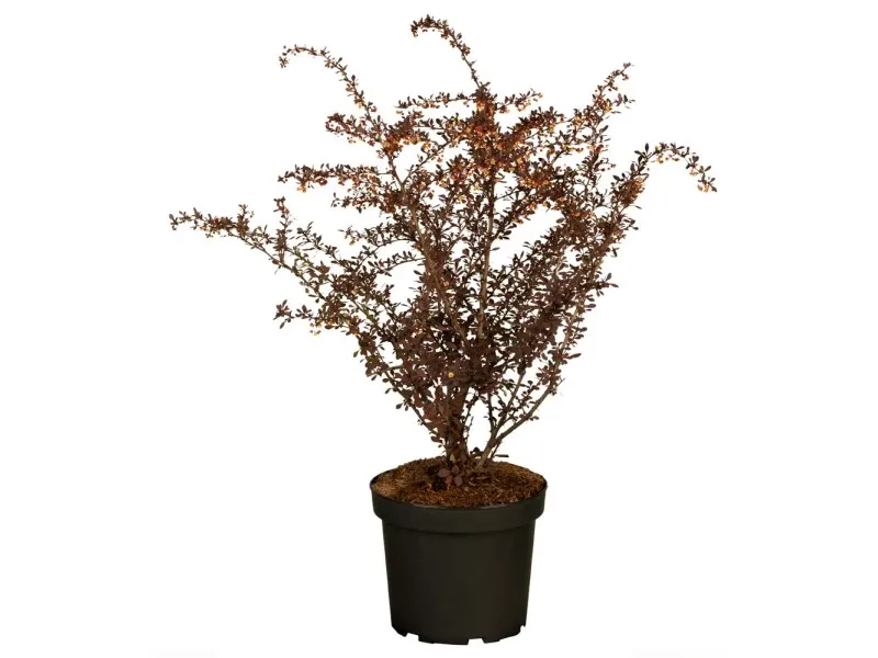 Berberis thunbergii `Atropurpureà