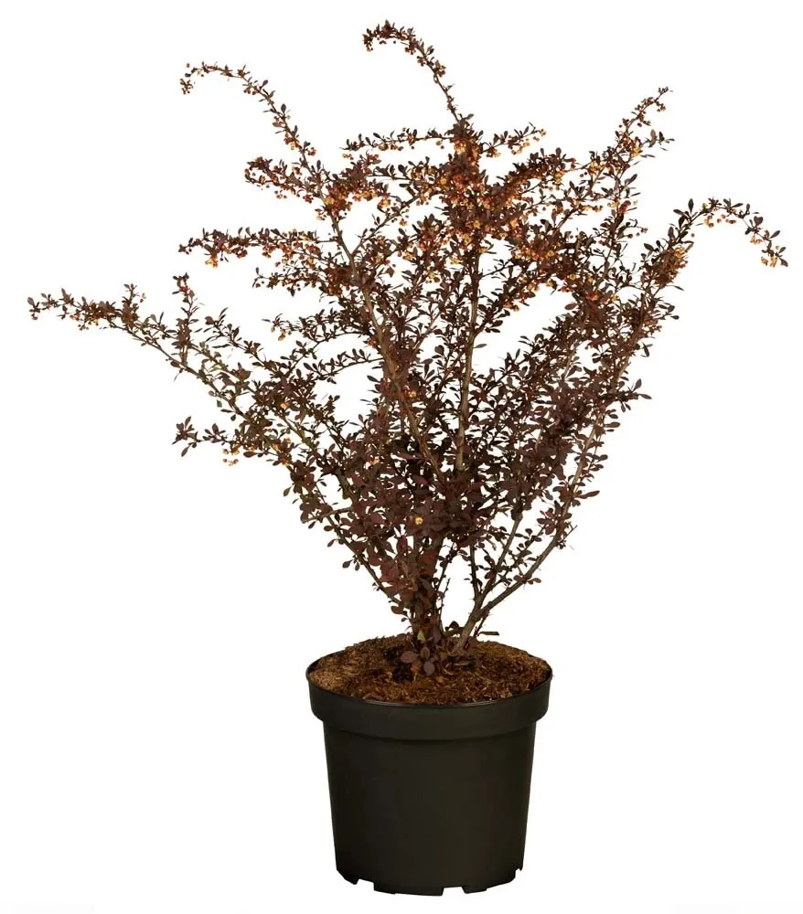 Berberis thunbergii `Atropurpureà